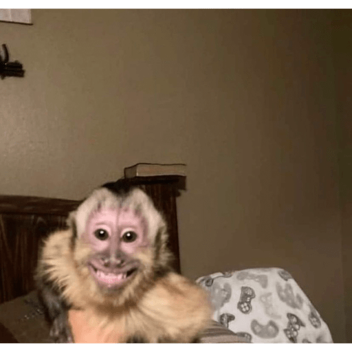 Macacos me mordam 6