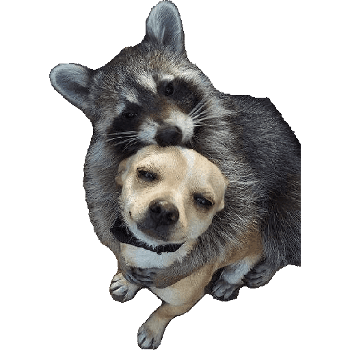 Animais 11