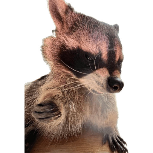 Mapache || by: Tofii 20