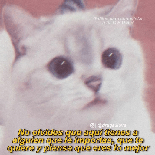 Gatitos con frases de amor 5