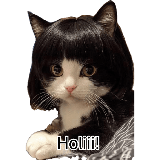 Gatitos 17