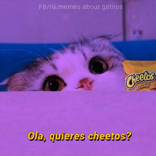 Gatitos con frases de amor 1
