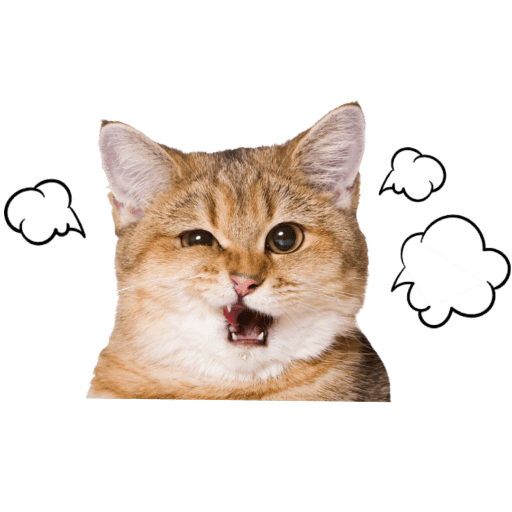 Gatitos 5