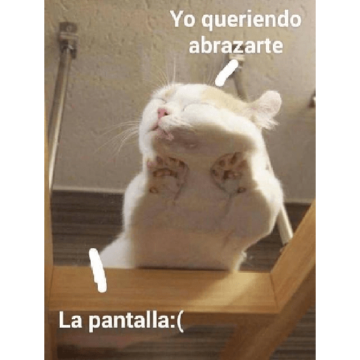 Gatitos con frases de amor 6