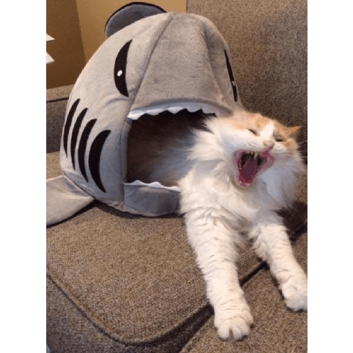 Gatti tristi e cute 13