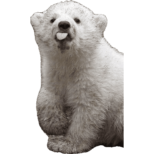 Animais 5