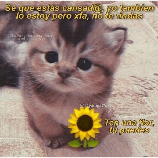 Gatitos con frases de amor 4