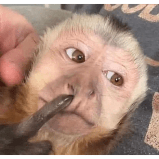 Macacos me mordam 11