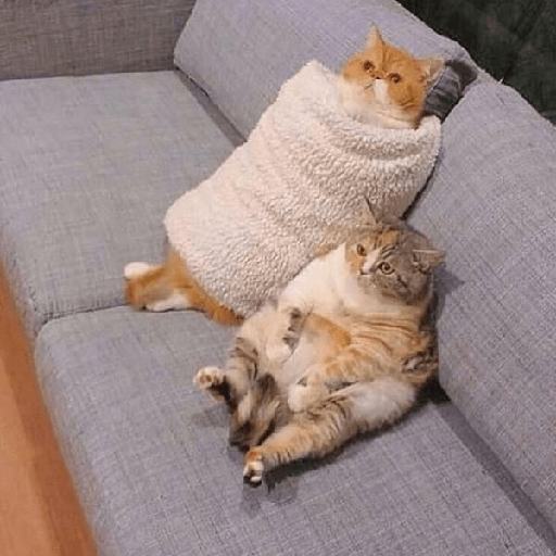 Gatti tristi e cute 15