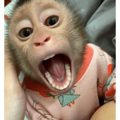 Macacos me mordam 12