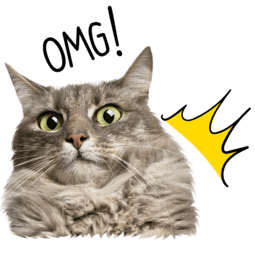 Gatitos 8
