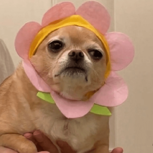 Animais 6