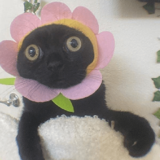 Silly cats  2