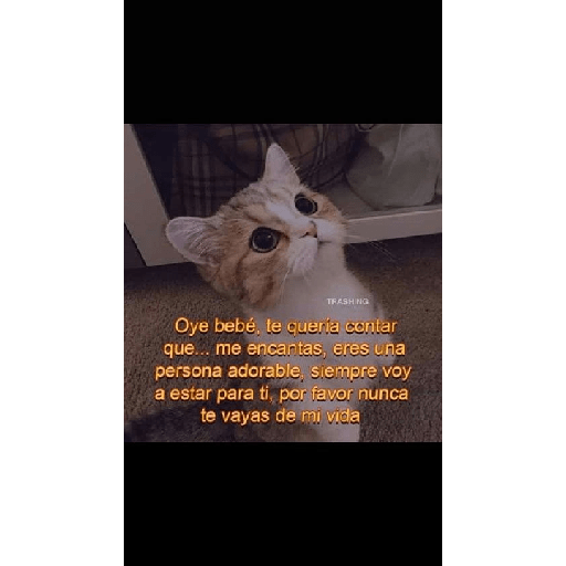 Gatitos con frases de amor 9