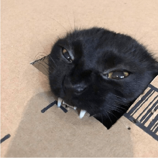 Silly cats  1