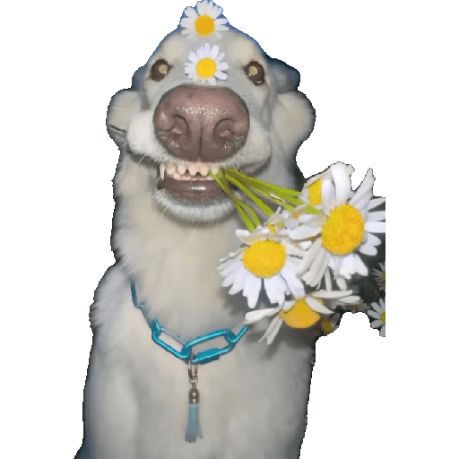 Animais 16