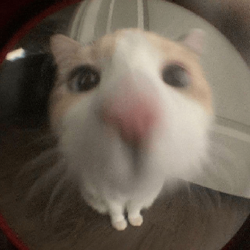 Silly cats  4
