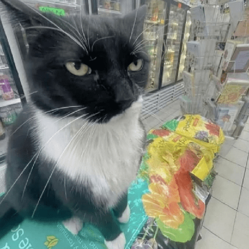 Funny Cats & More  1
