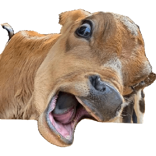 Animais 4