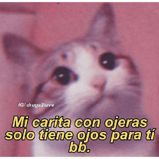Gatitos con frases de amor 2