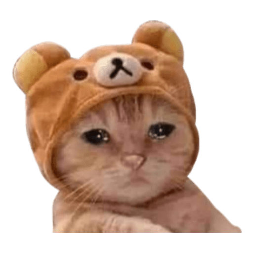 Gatitos 6