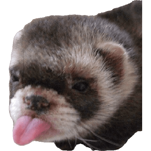 Animais 14