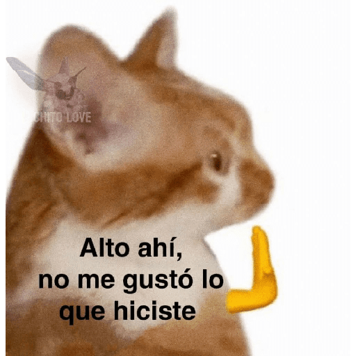 Miau miau  20