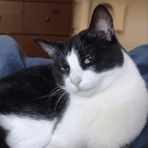 Funny Cats & More  6
