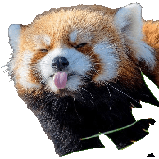 Animais 10