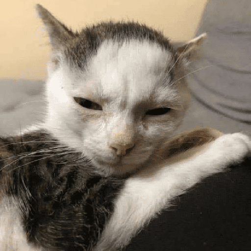 Funny Cats & More  2