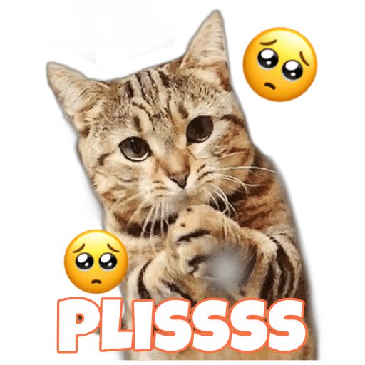 Gatitos 13