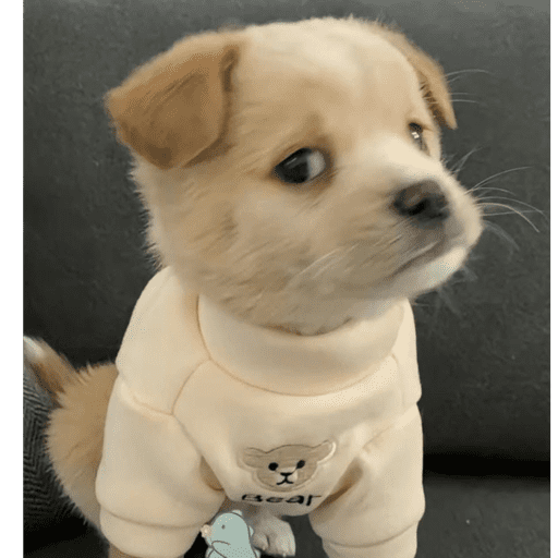 Perrito 19