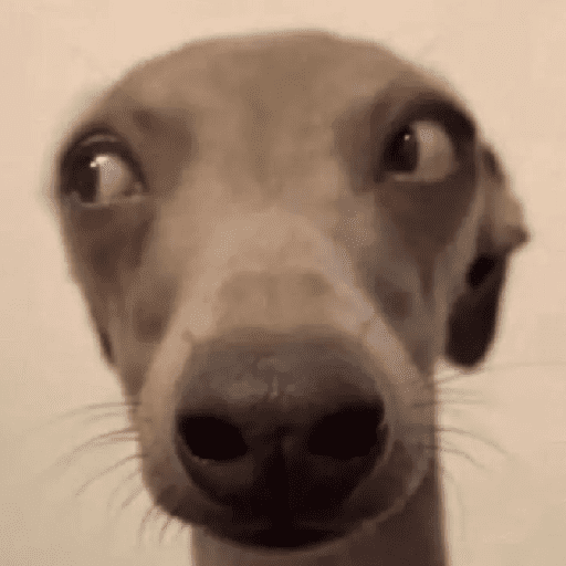 Cat & dog 3# 15