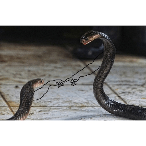 Emotional snake 28