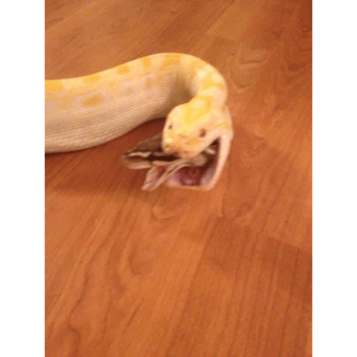 Animalitos 2.0 14