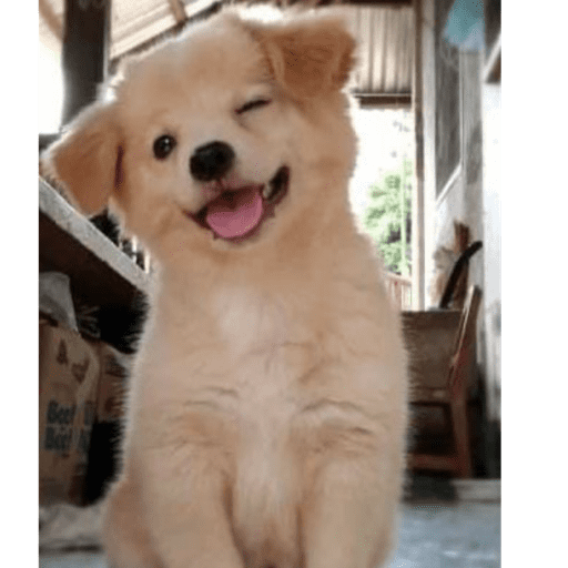 Perrito 23