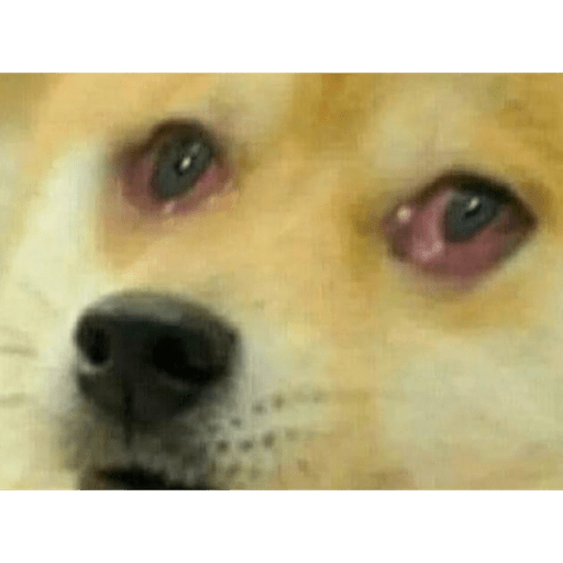 Animalitos 2.0 21