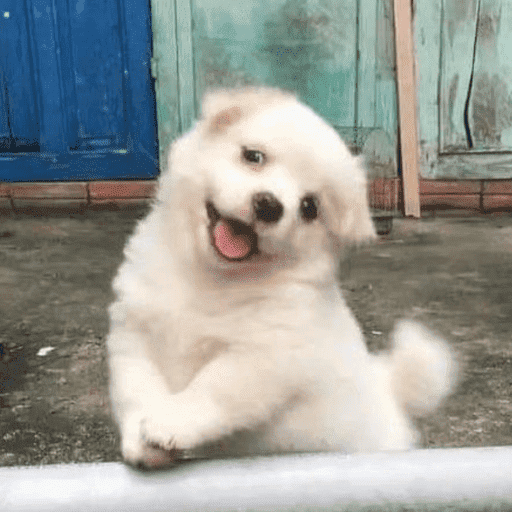 Perrito 10
