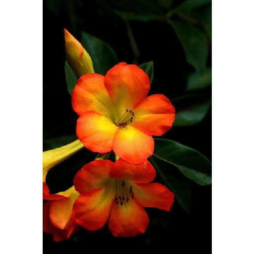 Flores 13