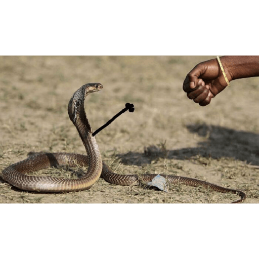 Emotional snake 22