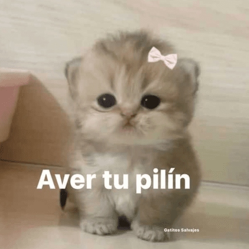 Perrito 12