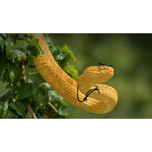 Emotional snake 29