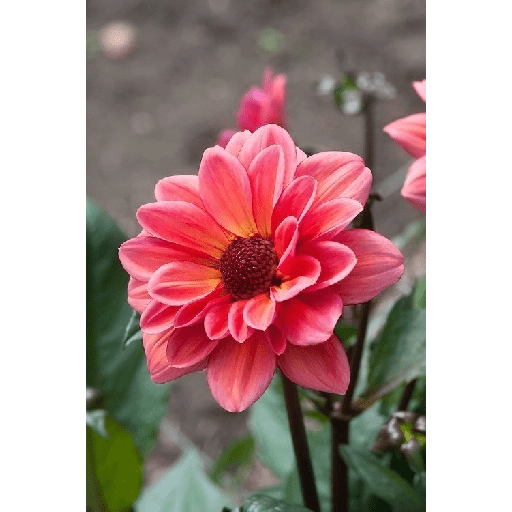 Flores 18