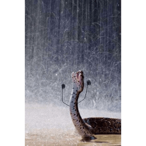 Emotional snake 23