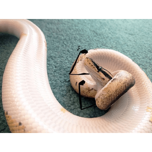 Emotional snake 24
