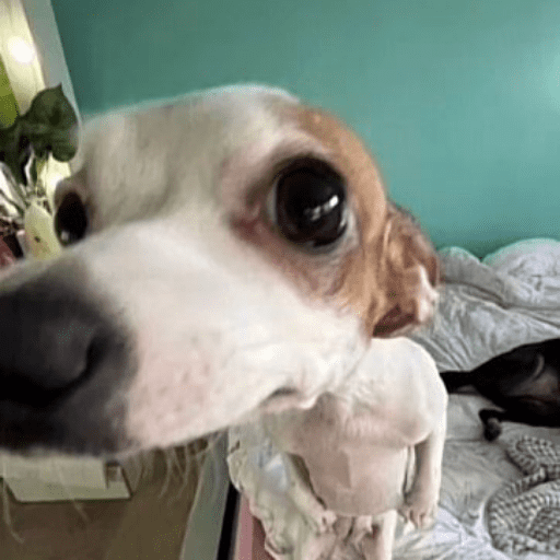 Cat & dog 3# 10