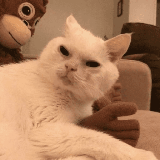 Cat & dog 3# 1