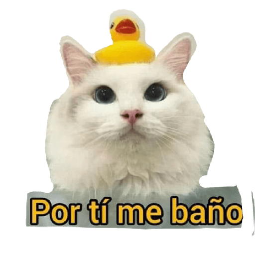 Enojo 26