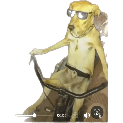 Perros chistosos 2.1 6