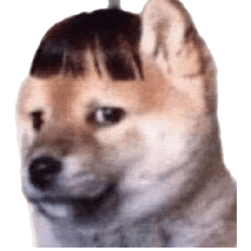 Perros chistosos 2.1 1